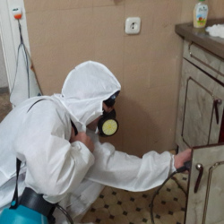Дезинфекция от муравьев в квартире в Октябрьске